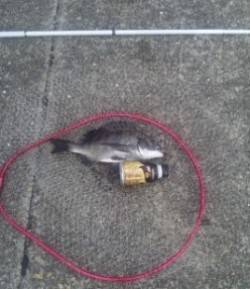 【チヌのっこんでます】丸島防波堤