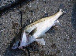 今朝も風がぁ・・・泉大津RT 12日あさ