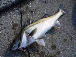 今朝も風がぁ・・・泉大津RT　12日あさ