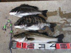 【エビ撒きでチヌ！ハネ！】南芦屋浜