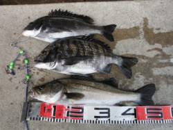 【エビ撒きでチヌ！ハネ！】南芦屋浜