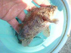 空港RT、ヨロイメバルなど