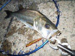 【バチパターン開幕】泉大津のシーバス