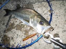 【バチパターン開幕】泉大津のシーバス