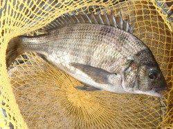 【西側石畳はチヌだ!!】南芦屋浜リアルタイム