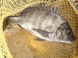 【西側石畳はチヌだ!!】南芦屋浜リアルタイ…