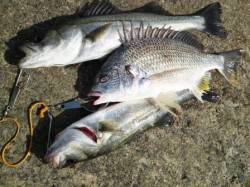 泉佐野食コン　渋い中お一人で爆釣