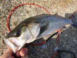 北公園ＲＴ、ハネとガシラ