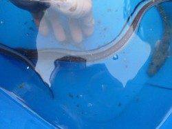 兵突RT、フカセでチヌ出ました。