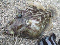 水温低下か？【２０日】田ノ浦ＲＴ