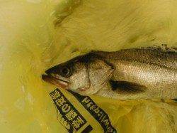 【エビ撒きでハネ！フカセでチヌ！】南芦屋浜