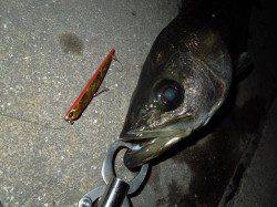 【マニック強し】泉大津のバチシーバス好調