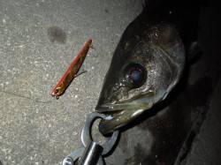 【マニック強し】泉大津のバチシーバス好調