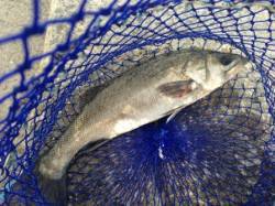 今の所ハネ１本確認です。南芦屋浜