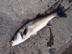 旧水上警察前でハネ！泉大津ＲＴ。朝