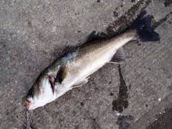 旧水上警察前でハネ！泉大津ＲＴ。朝