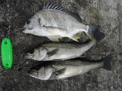 【エビ撒きでハネ好調！】西宮ケーソンＲＴ