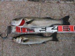 【ハネ＆チヌ釣れてます♪】南芦屋浜