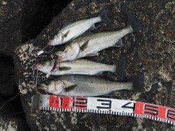 【エビ撒き＆投げ釣りで良型ハネ！】南芦屋浜