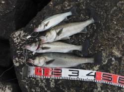 【エビ撒き＆投げ釣りで良型ハネ！】南芦屋浜…