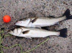 泉佐野食コン　夕方りあるたいむ♪