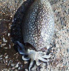 コウイカきたぁぁぁ!in 南芦屋浜ベランダ