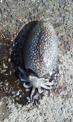 コウイカきたぁぁぁ！ｉｎ 南芦屋浜ベランダ…