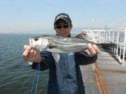 大阪湾にイワシ１匹ｷﾀ━