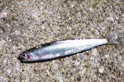 大阪湾にイワシ１匹ｷﾀ━