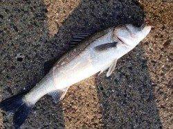 倉庫前でのズボ釣り♪泉大津RT。夕方