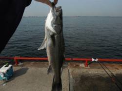 【GWはエビ撒きだ】鳴尾浜RT（２７日）