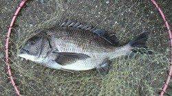 【きたぞチヌ】芦屋のチヌ情報