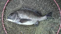 【きたぞチヌ】芦屋のチヌ情報