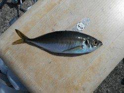 ファミリーフィッシングに吉報、岸和田にアジきたー!!