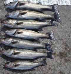 エビ撒き【ハネ】好調です！南芦屋浜