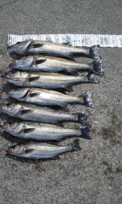 エビ撒き【ハネ】好調です！南芦屋浜