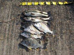 甲子園浜でハネ・キビレ爆釣！