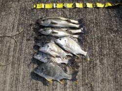 甲子園浜でハネ・キビレ爆釣！