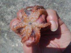 【タコ釣れたよ♪】武庫川一文字より