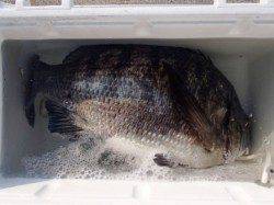 フカセで良型チヌ♪泉大津RT！夕方