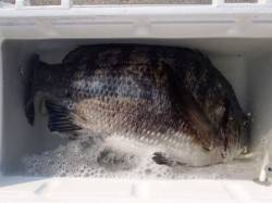 フカセで良型チヌ♪泉大津RT！夕方