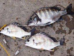 ダンゴ釣りで… 泉大津周辺RT 30日夕方