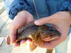 朝の空港の空メバルとガシラ！