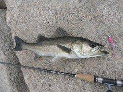 マイクロパターンでデイシーバス♪