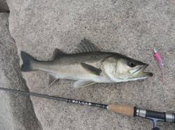 マイクロパターンでデイシーバス♪