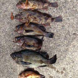 小浦漁港でメバリング、朝にかけてメバルの活性高かった