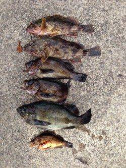 小浦漁港でメバリング、朝にかけてメバルの活性高かった