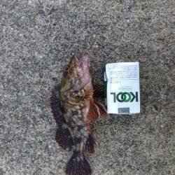 中紀ランガンメバリング、ガシラ活性よし！