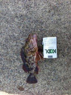 中紀ランガンメバリング、ガシラ活性よし！