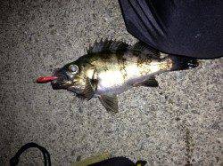 小浦漁港でメバリング、朝にかけてメバルの活性高かった